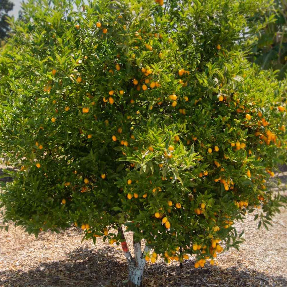 Kumquat