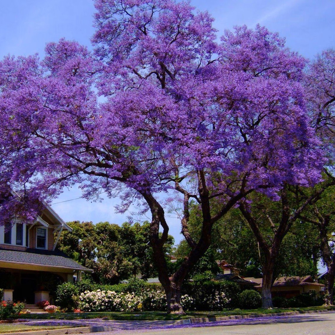Jacaranda