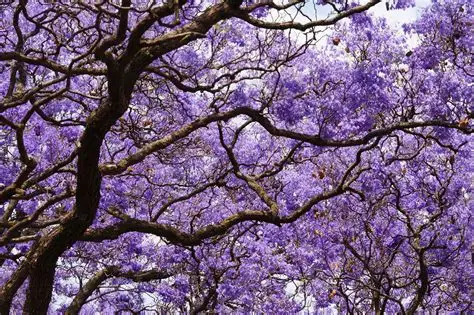 Jacaranda