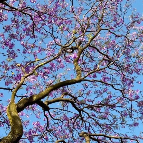 Jacaranda and Bougainvillea.